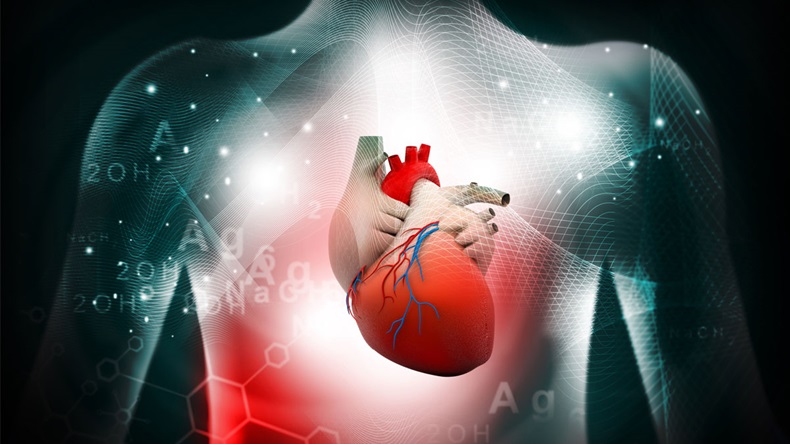 3d human heart medical anatomy