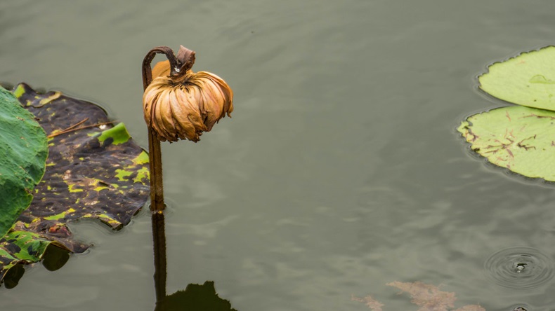 withered lotus flower in pond