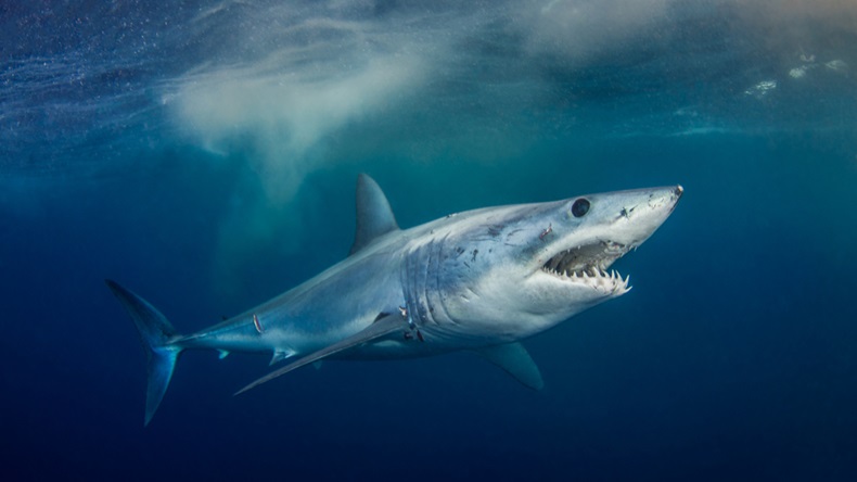 Mako Shark - short fin - Image 