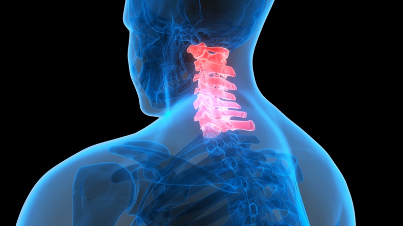 Spinal cord Anatomy (Cervical vertebrae). 3D