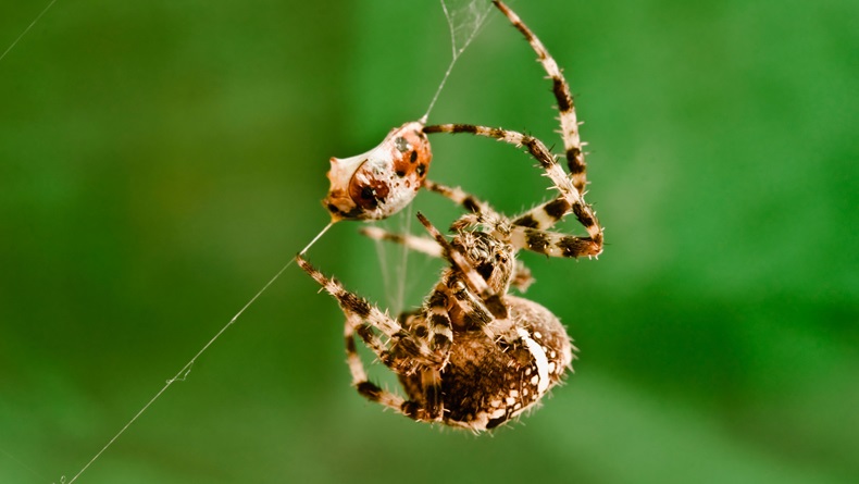 An Orb spider squirts venom and traps a ladybird enwrapping its victim in silk threads. 